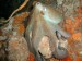 Chobotnice_pobrezni_(Octopus_vulgaris).jpg