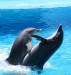 delfiny-portugalia21.jpg